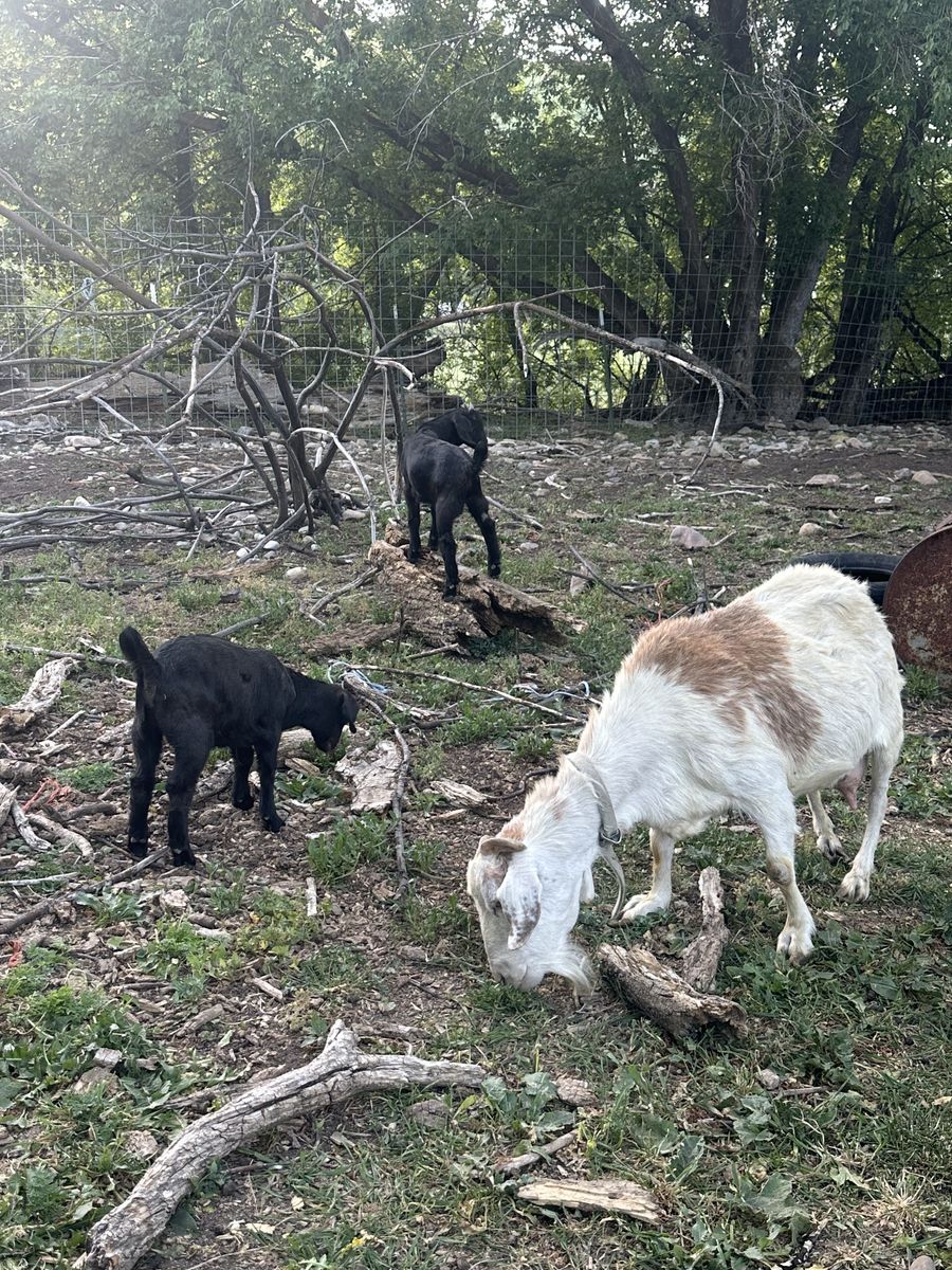 Doe pair