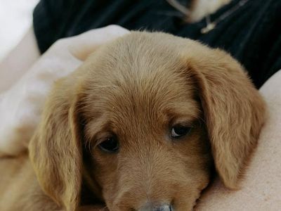 Adorable F1 Red Labradoodle Puppies Ready for Their Forever Homes!
