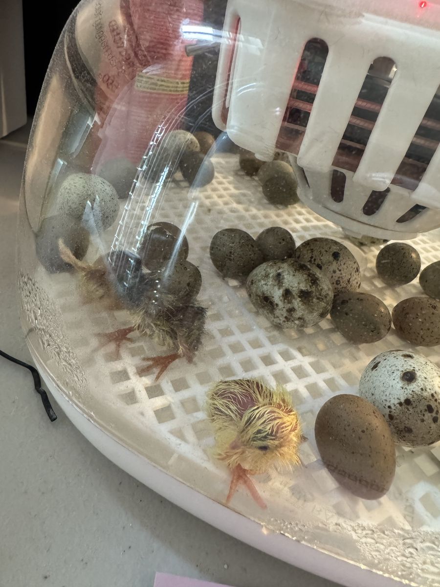 Button Quail Just Started Hatching