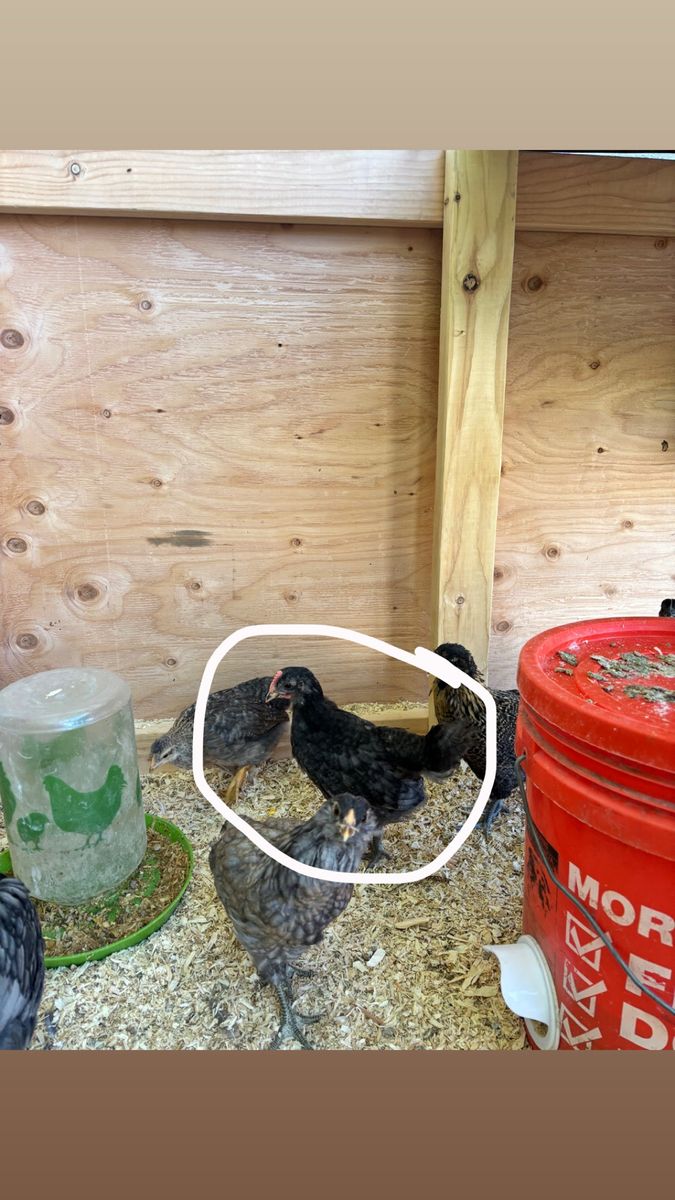 8 week old rooster