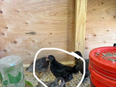 8 week old rooster