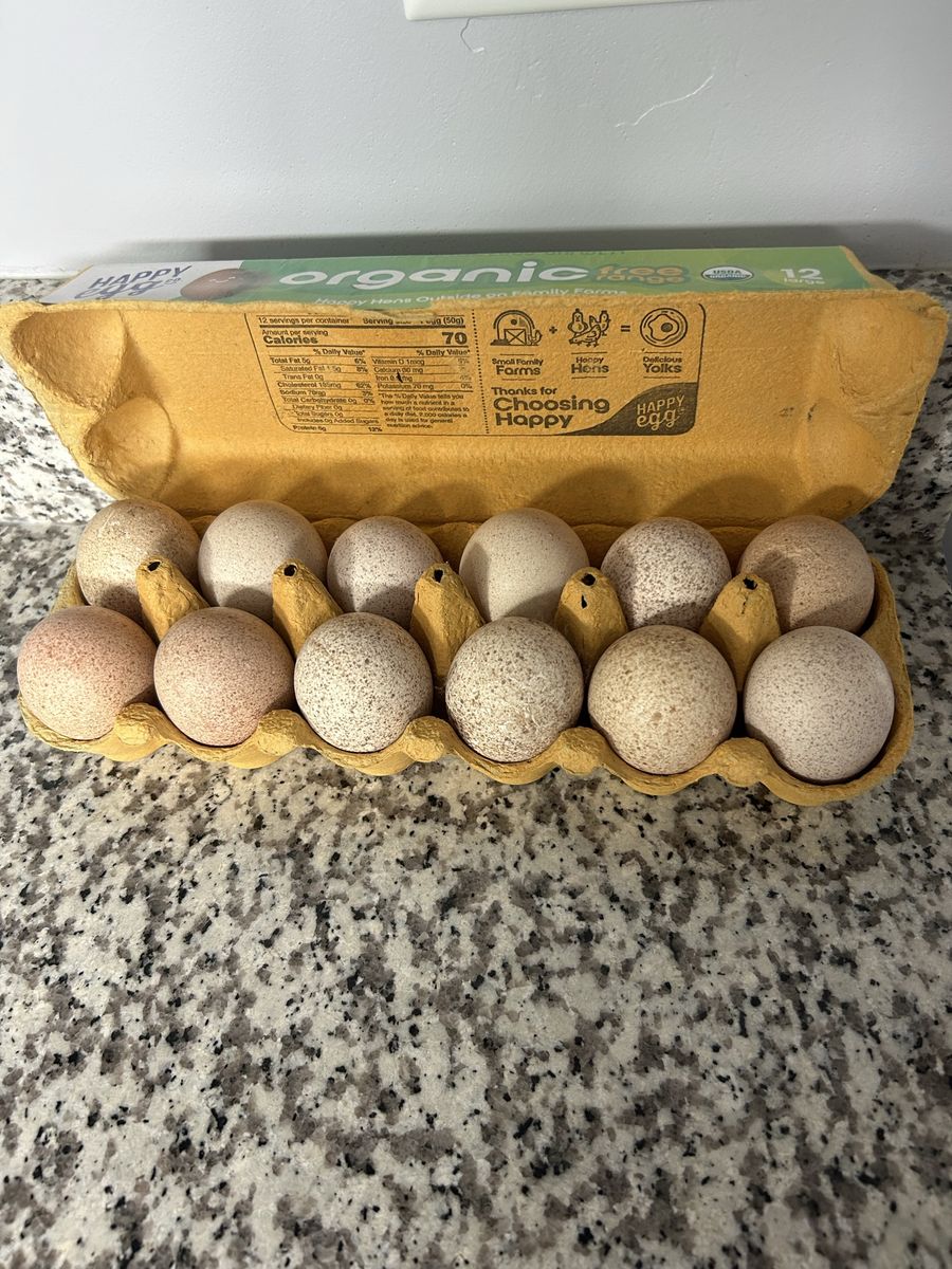 Fertilized Narragansett Turkey Eggs