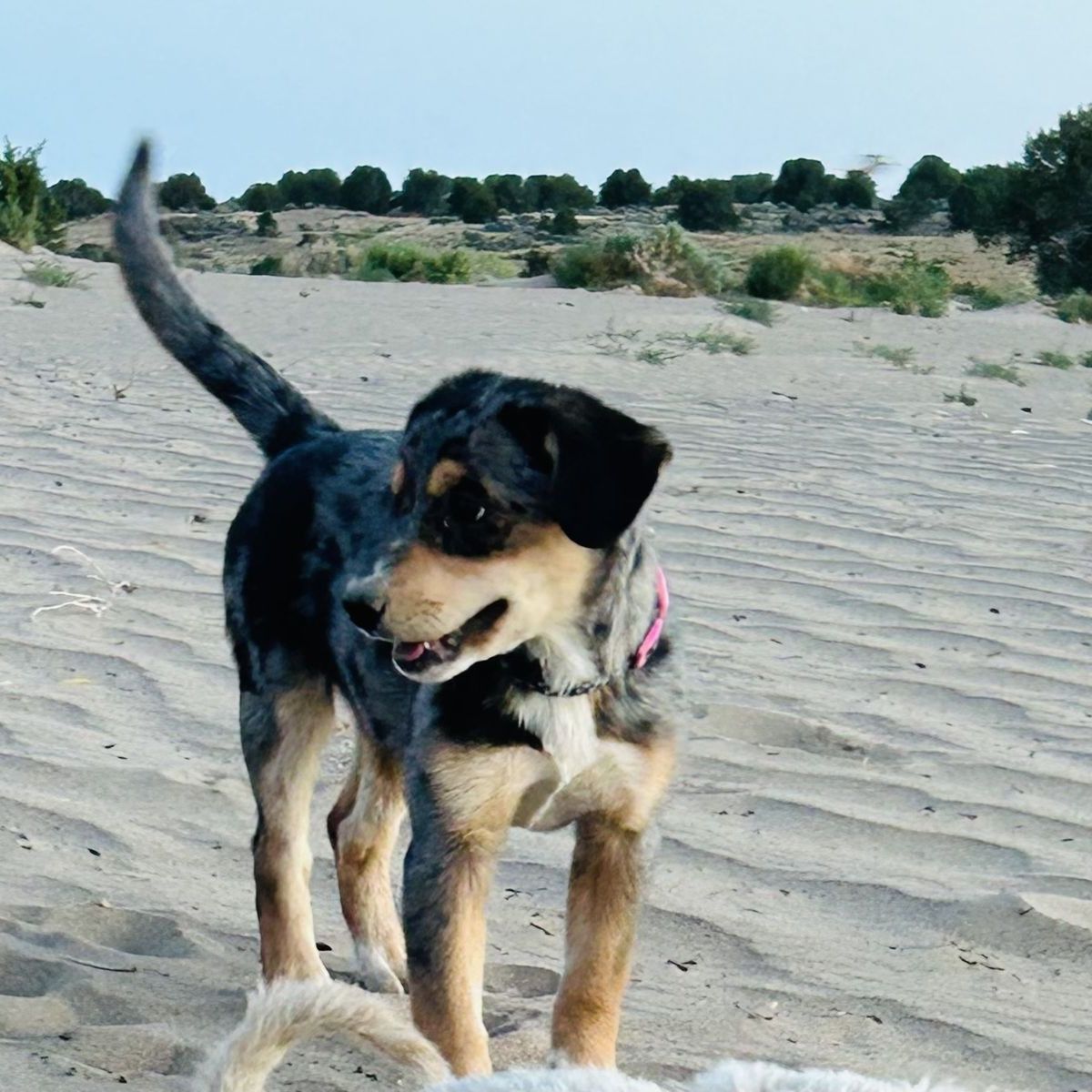 3 month old Corgidor puppy for sale.