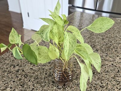 Snow Queen Pothos
