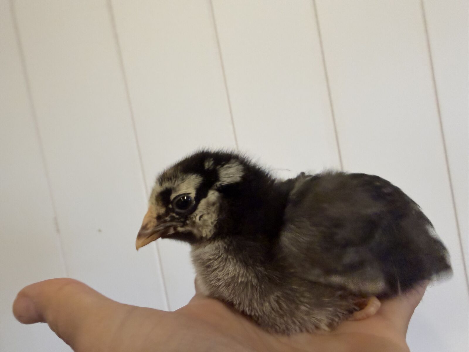 2 silver laced Wyandottes