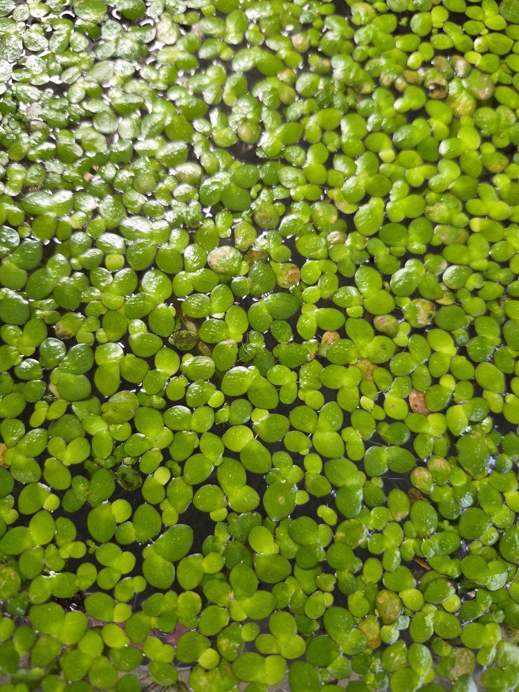Fresh Red root Duckweed - Live Aquarium/Pond Plant, Aquatic Floating Plant, Natural Water Filter