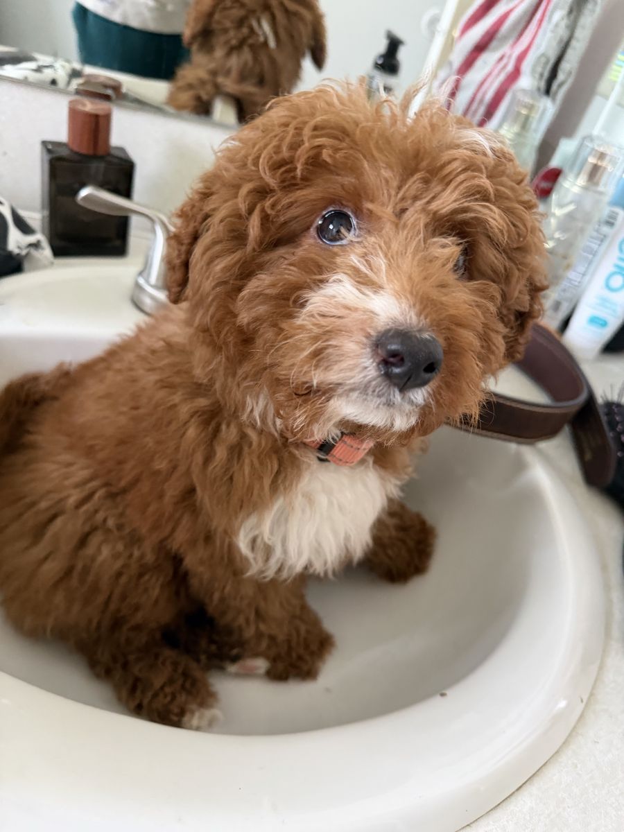 Miniature Goldendoodle 10 Weeks Old