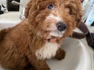 Miniature Goldendoodle 10 Weeks Old