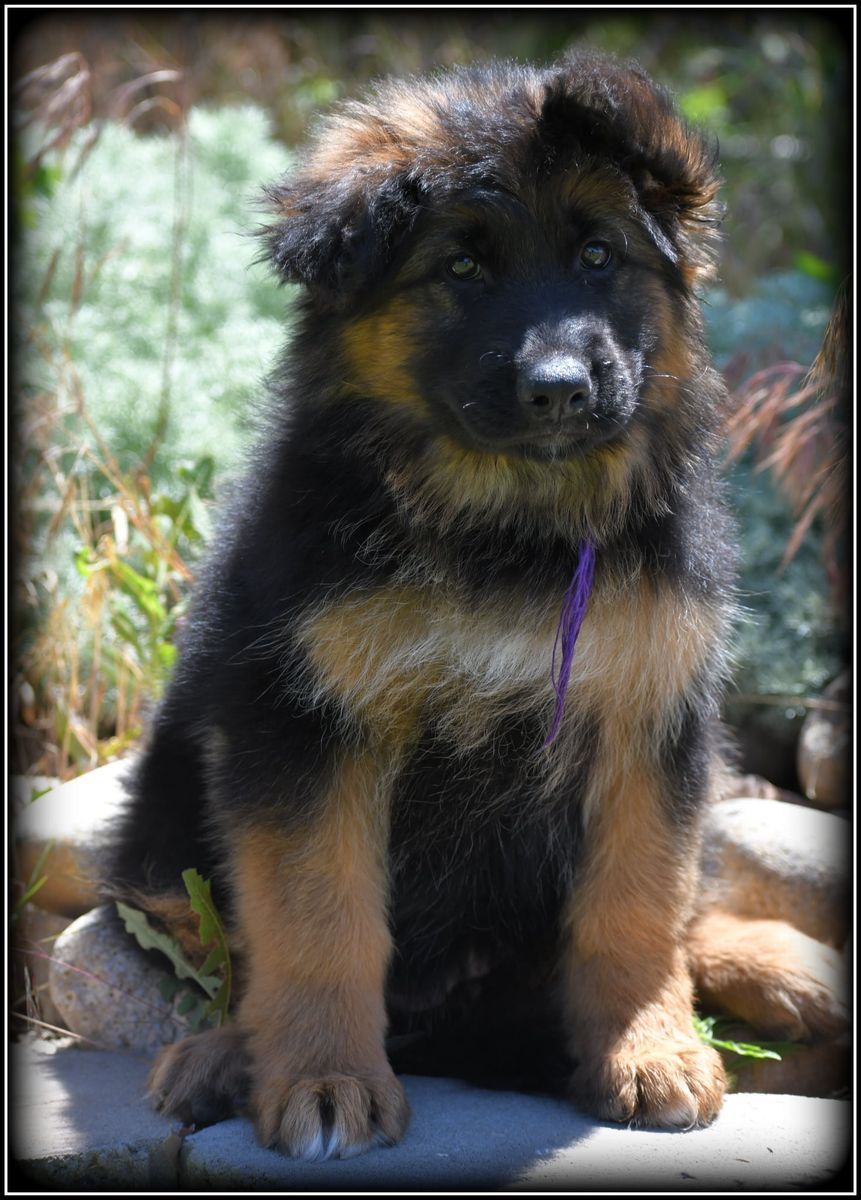 AKC Long Coat German Shepherd pups