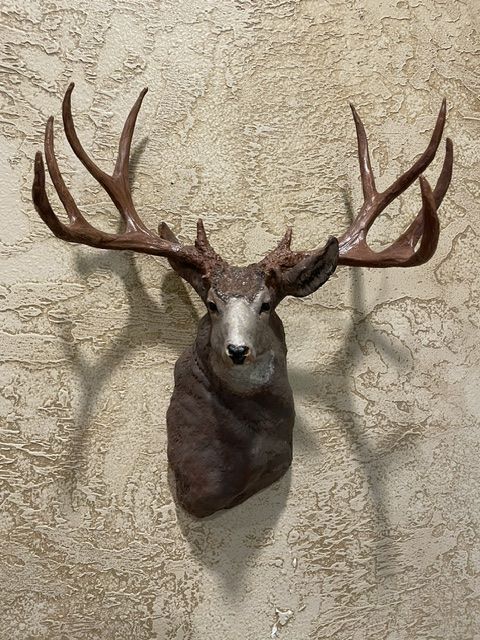 Mule Deer Buck resin casting