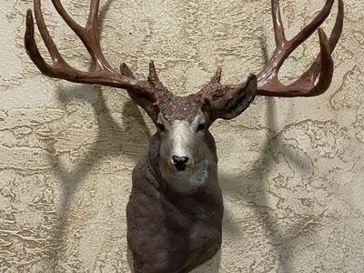 Mule Deer Buck resin casting