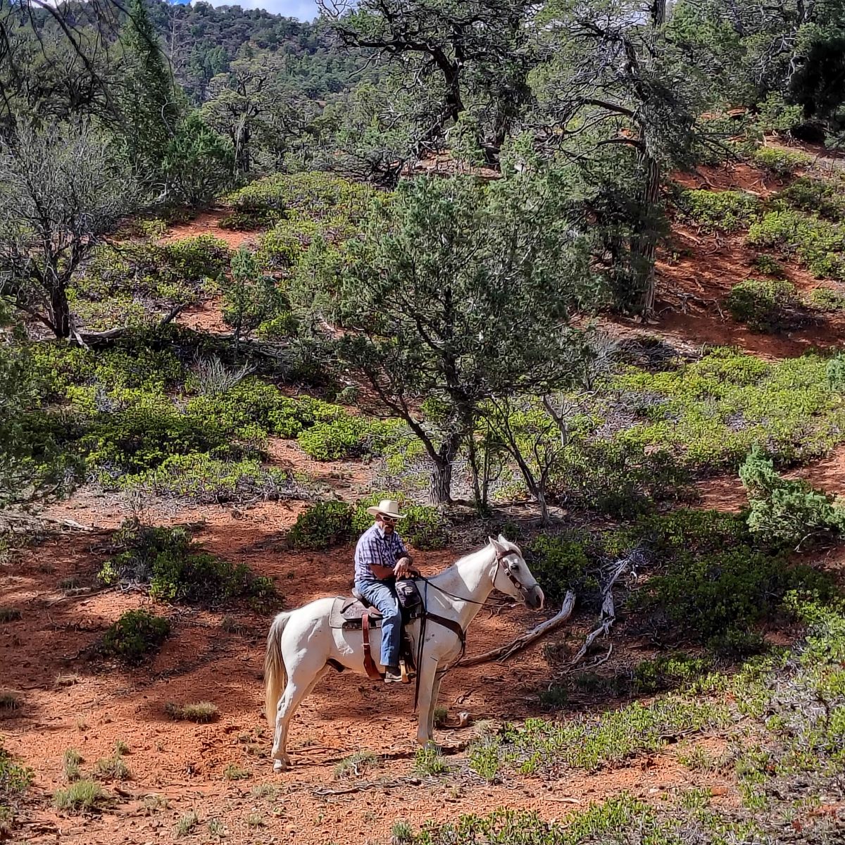 All around gelding