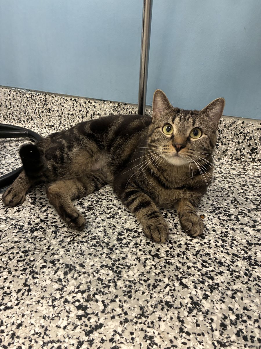 A162769, Barbecue is Available for Adoption!