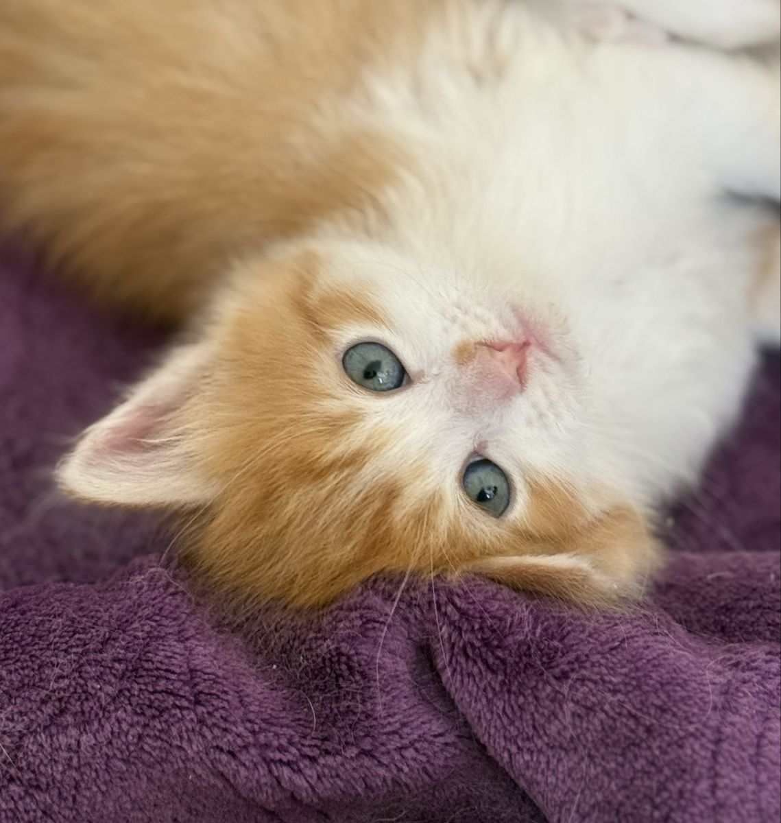 🤍🧡Long Haired Orange and White Kitten