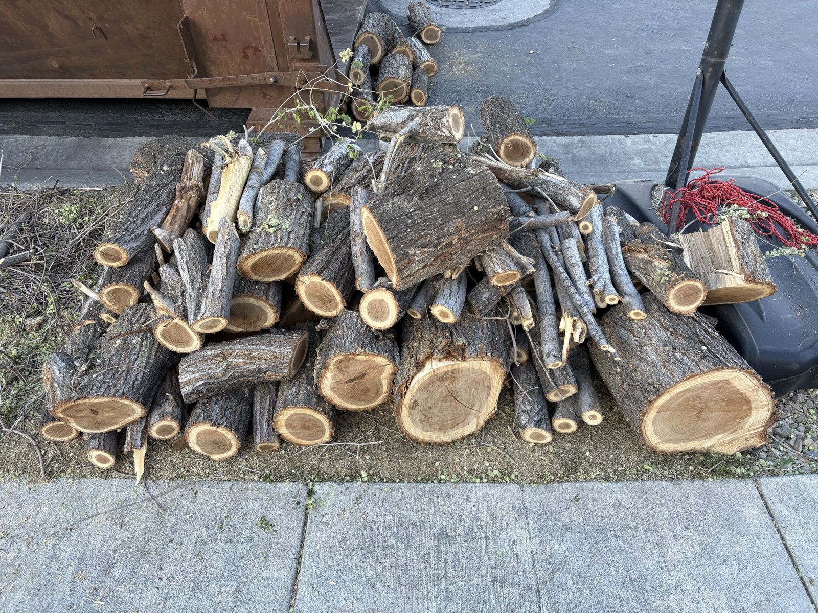 Free Firewood Chinese Elm