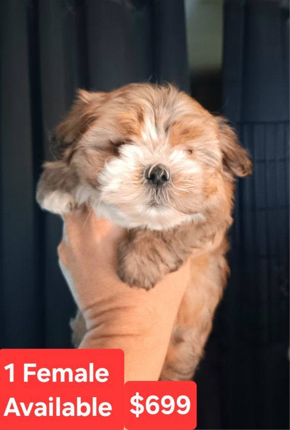 Cutest Pocket Puppies. Havanese. *4 Available*. 3 Black w/ White ($499). 1 Golden w/ White ($699). Will Deliver. *READY NOW*