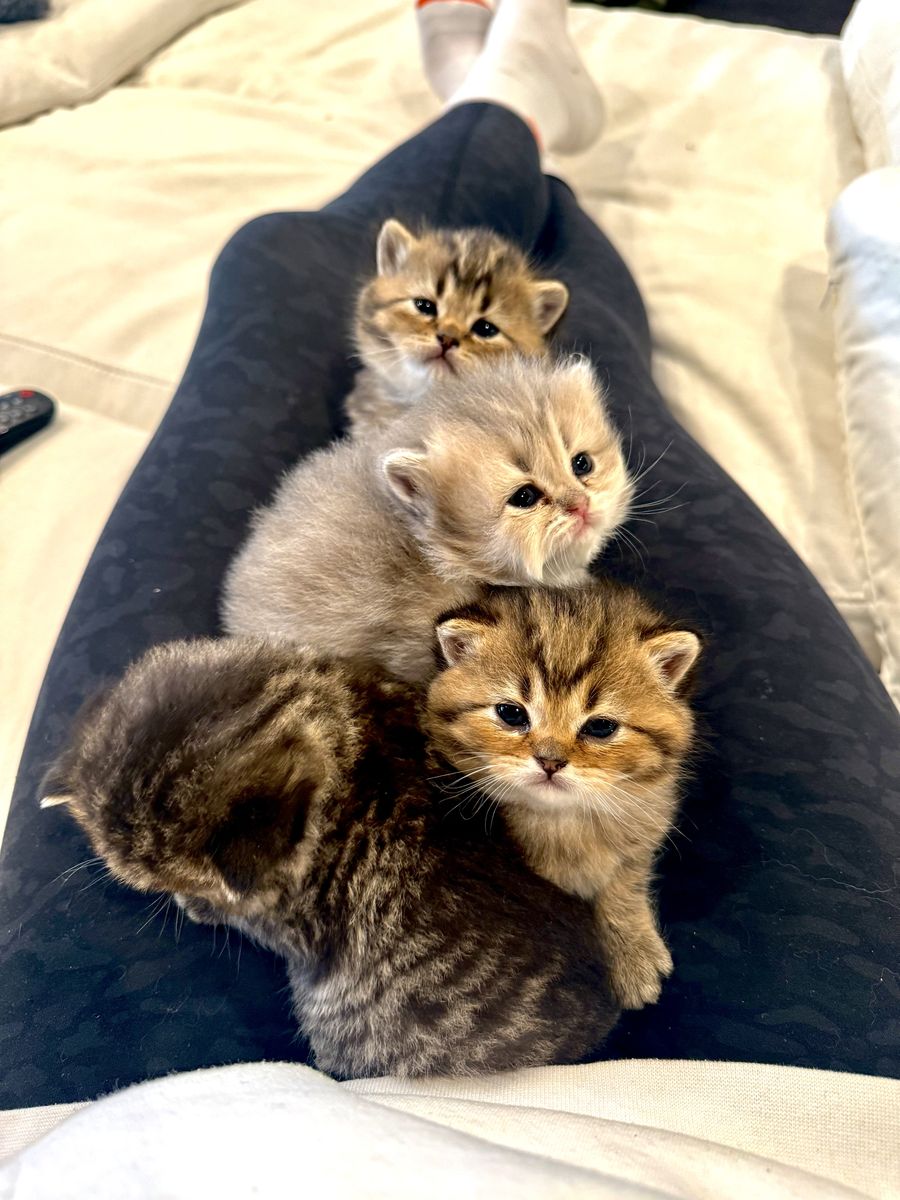 Scottish Straight Long and Shorthair Kittens