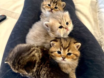 Scottish Straight Long and Shorthair Kittens