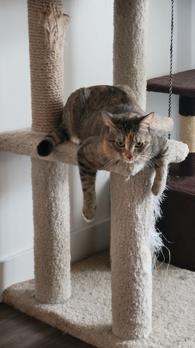 Playful Cat neutered female
