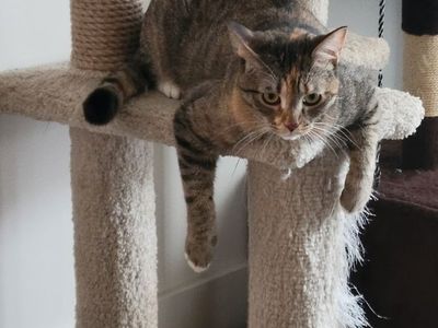 Playful Cat neutered female