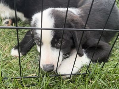 mini aussie heeler/border collie