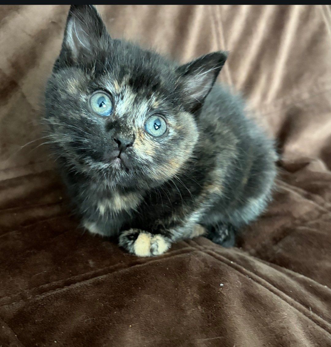 Adorable Kitten(PENDING PICKUP)