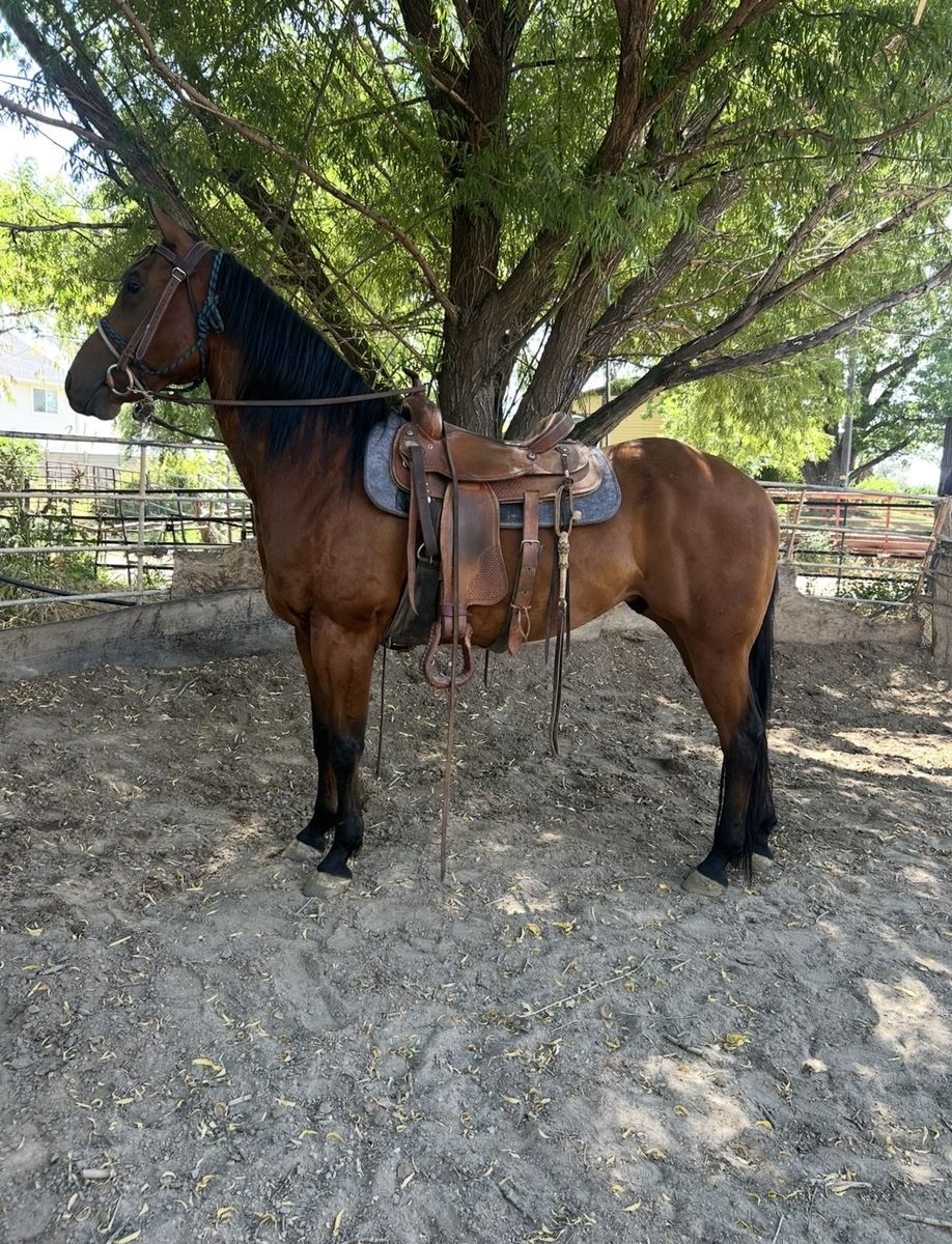 Quarter Horse
