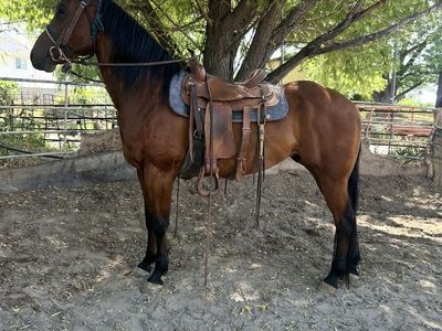Quarter Horse