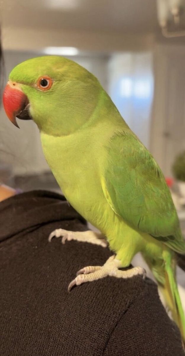 Baby indian Ringneck