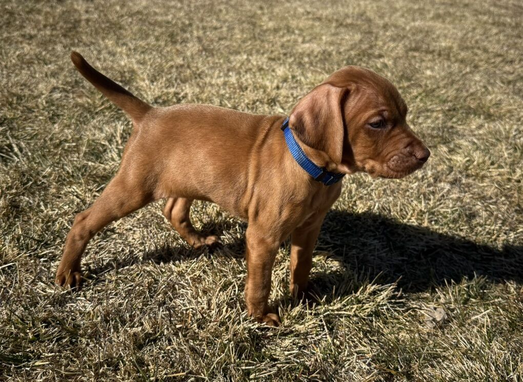 AKC Vizsla Puppies-Proven Family & Hunting
