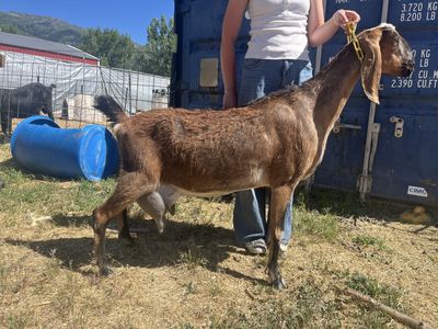 ADGA registered Doe in milk