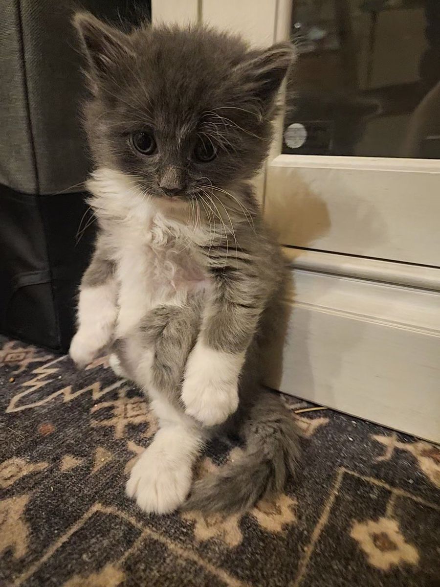 Adorable Grey and White Kittens Available Aug. 19th