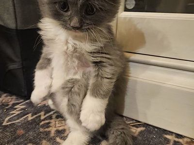 Adorable Grey and White Kittens Available Aug. 19th
