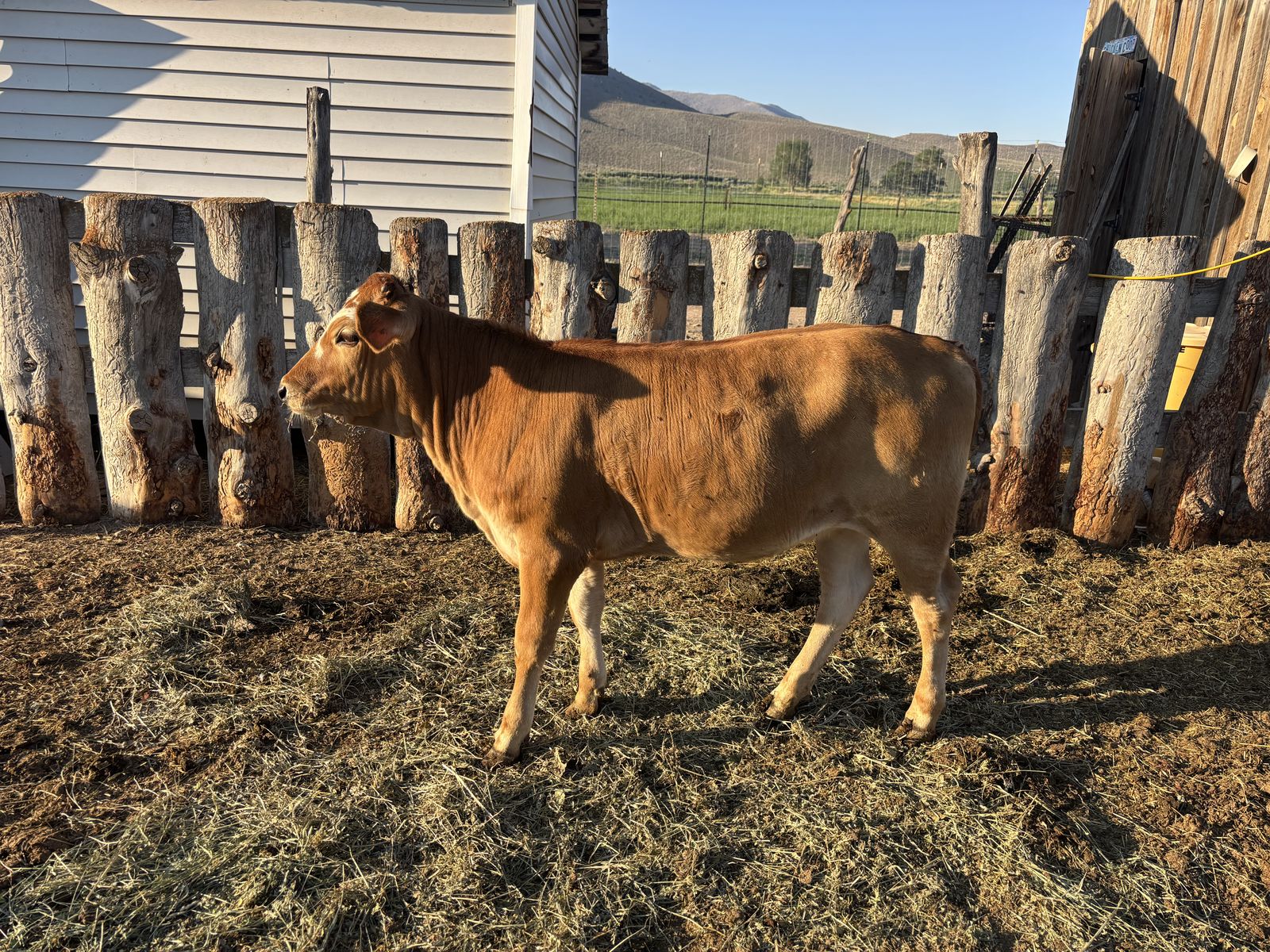 2026 Jersey cross heifer