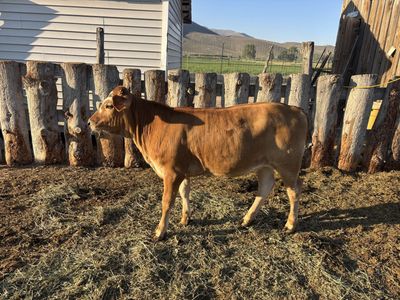2026 Jersey cross heifer