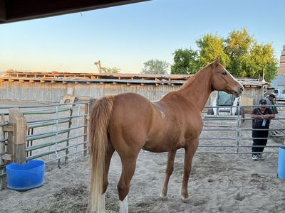 Horse 1/4 mile, 12 years old