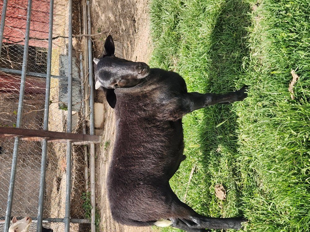 Dorper/American Black Belly hair sheep ram lamb