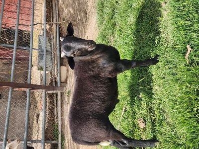 Dorper/American Black Belly hair sheep ram lamb