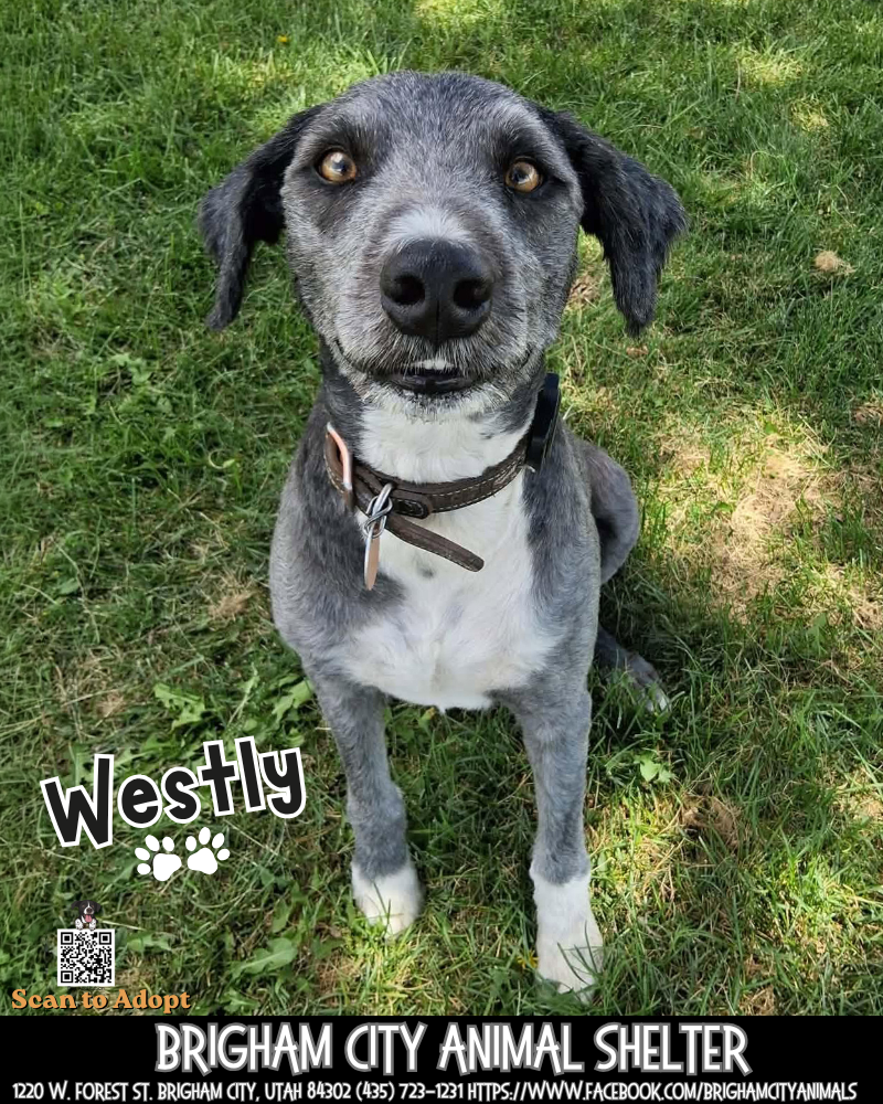 Sweet Westly Needs A Family!