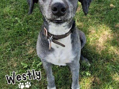Sweet Westly Needs A Family!