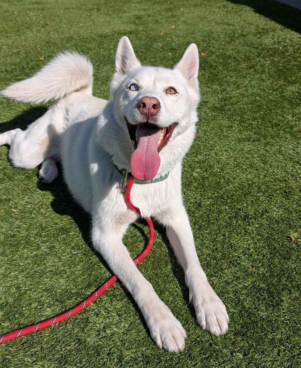 A156694 Osa is Available for Adoption!