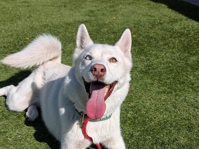 A156694 Osa is Available for Adoption!