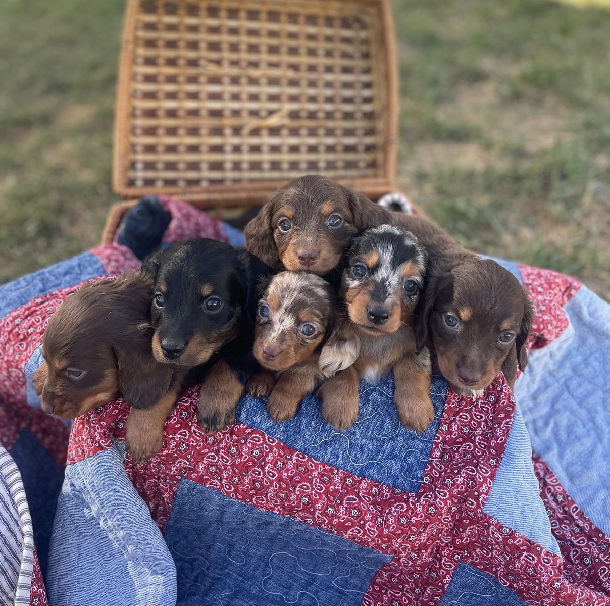 Longhair dachshund
