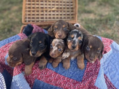 Longhair dachshund
