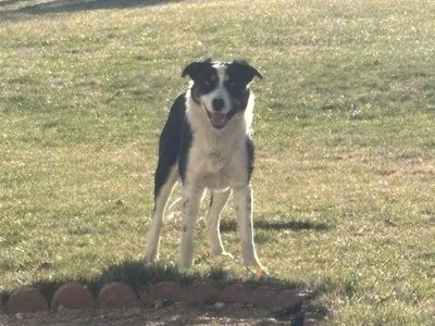 Male Border Collie