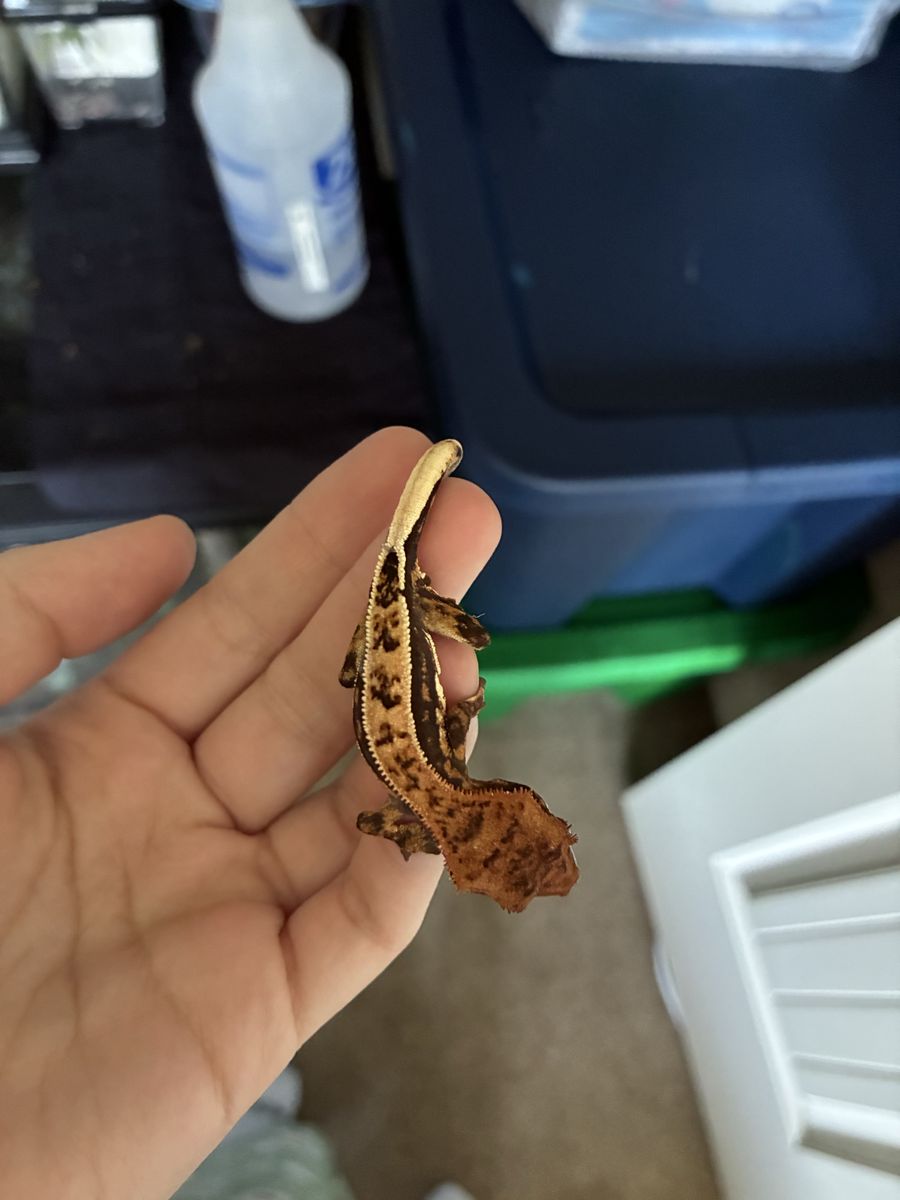 Harlequin Crested Gecko Babies!!