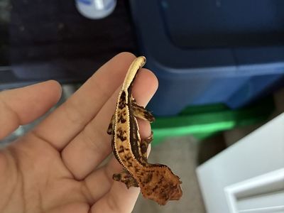 Harlequin Crested Gecko Babies!!