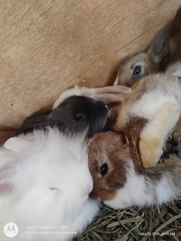 cute bunnies