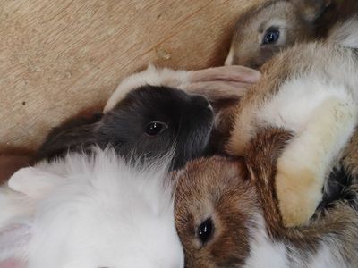 cute bunnies