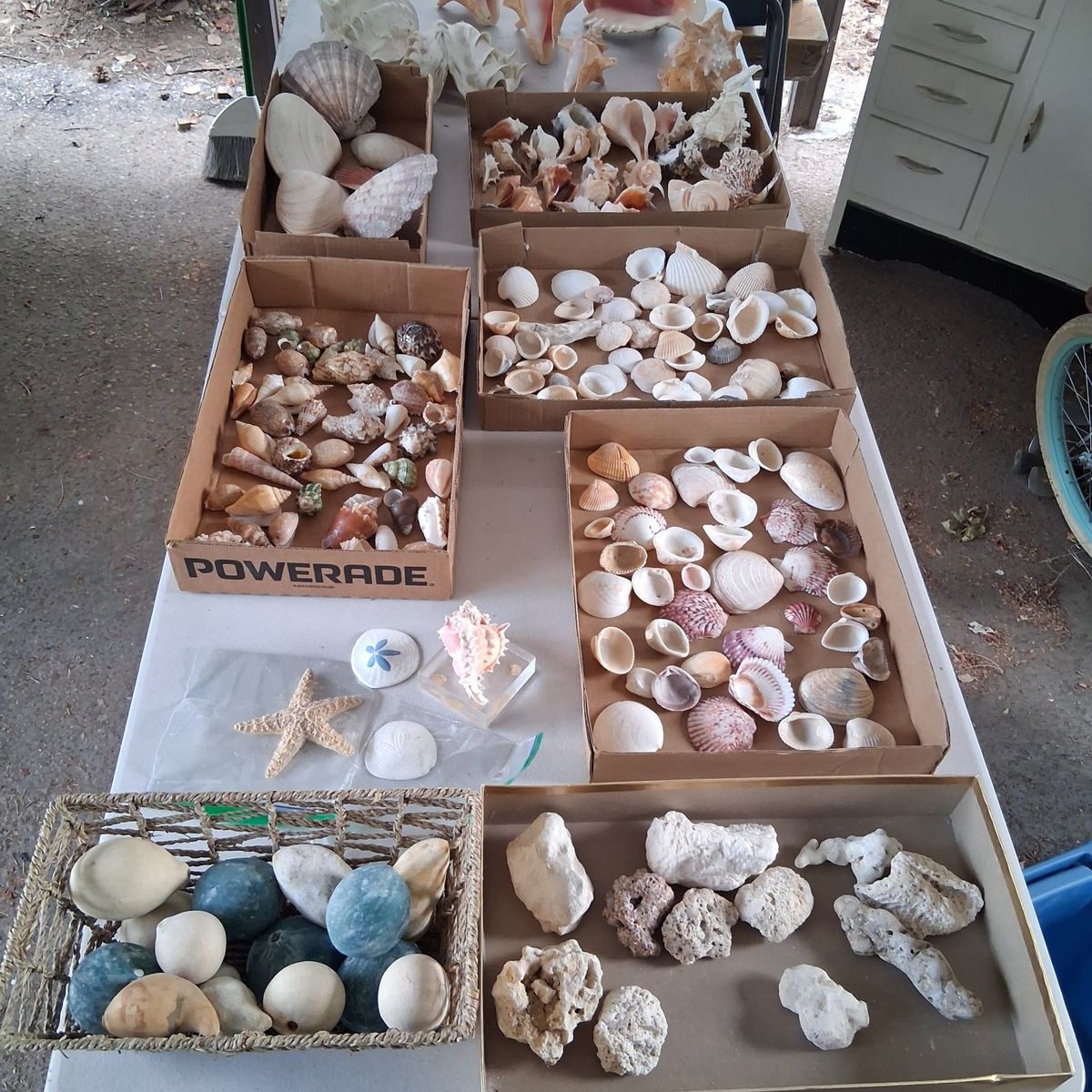 Large seashell collection